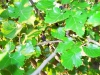Летняя обрезка плодовых деревьев
