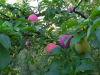 Летняя обрезка плодовых деревьев