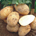 большой урожай картофеля, условия хранения картофеля