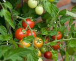 как увеличить урожайность помидор
