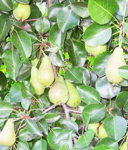 Плодовые деревья, собирать груши