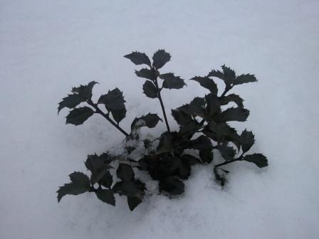 Подготовка декоративных растений к зиме