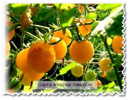 Сорта желтых томатов