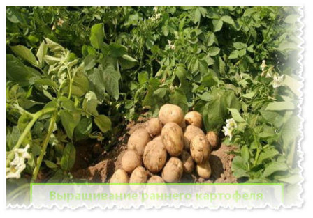 выращивание  раннего картофеля