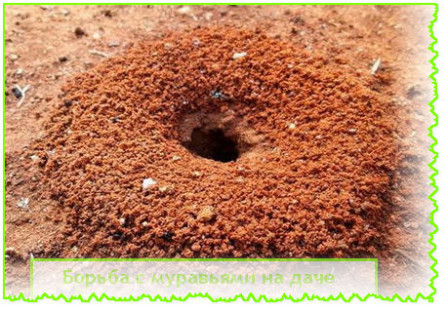 Борьба с муравьями на даче