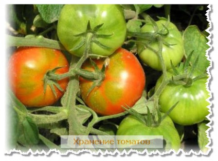Как хранить свежие помидоры