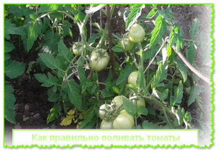  правильно поливать томаты