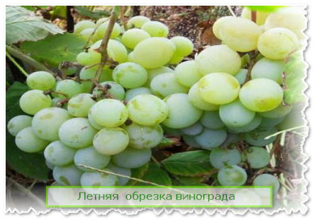 летняя обрезка винограда