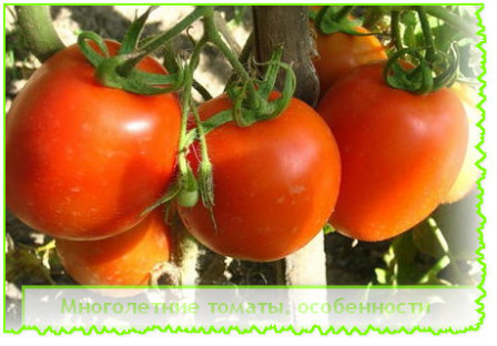 Многолетние томаты