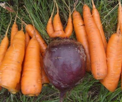 Сбор урожая моркови и сахарной свеклы