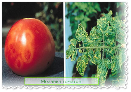 Мозаика томатов 