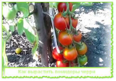 вырастить помидоры черри