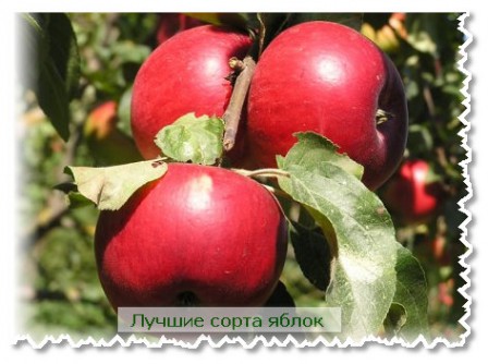 Лучшие сорта яблок и их особенности  