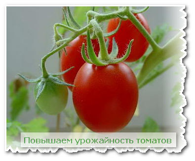 урожайность томатов