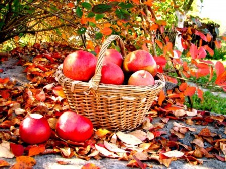 созревшие плоды, урожай яблок,яблоки, условия хранения яблок