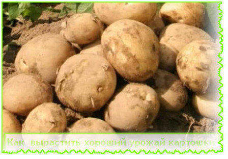  вырастить хороший урожай картошки
