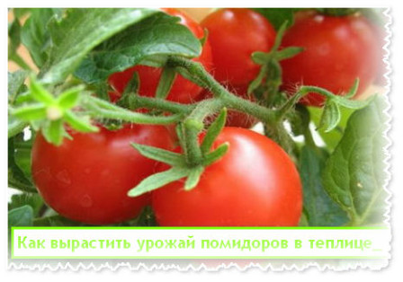 вырастить урожай помидоров в теплице(III)