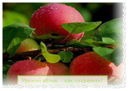 Урожай яблок, летние яблоки