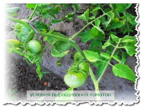 условия выращивания томатов