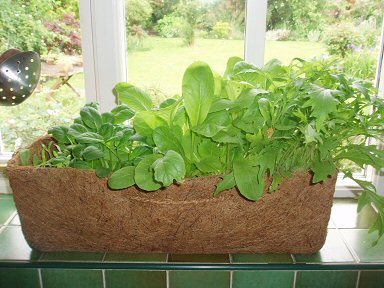 выращивать салат на подоконнике,зелень на подоконнике