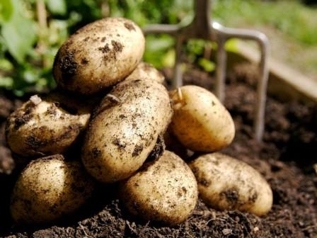 хороший урожай картофеля, урожай картофеля