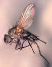 Луковая муха - вредитель огорода