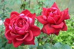 Чайная роза, лепестки розы