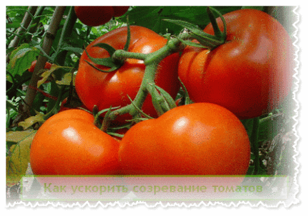  ускорить созревание томатов