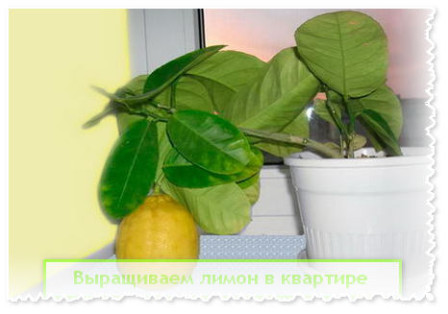 Выращиваем лимон в квартире