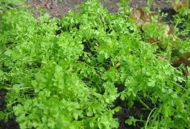 Зеленые листья салата. Кресс-салат