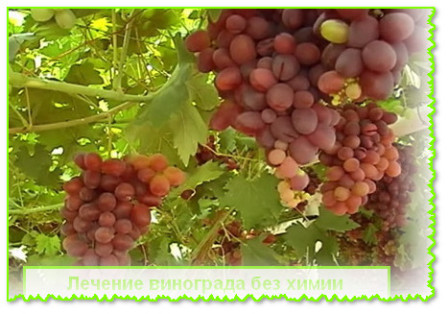 Лечение винограда
