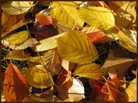опавшая листва, листья, мульча, в ноябре на участке