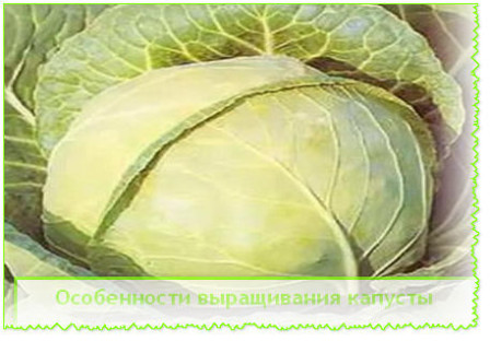 Особенности выращивания капусты 