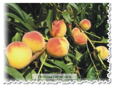 Плоды персика