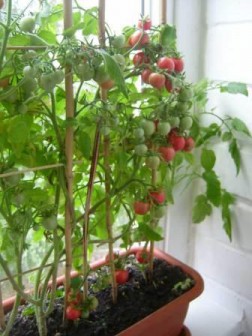 помидоры на подоконнике, выращивание на подоконнике