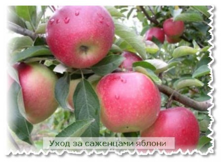 Уход за саженцами яблони 