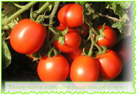 Технология выращивания томатов 
