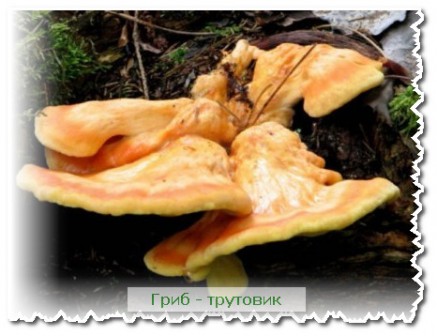 Вредители сада - гриб трутовик