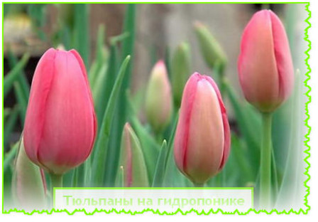 Тюльпаны на гидропонике  
