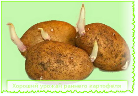  урожай раннего картофеля