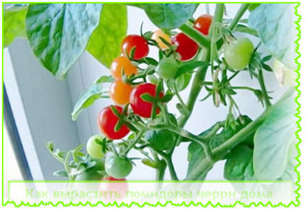Как вырастить помидоры черри